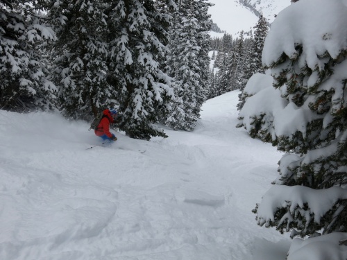 Powder in the trees