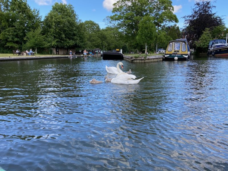 On the Thames with Moose Canoe Hire