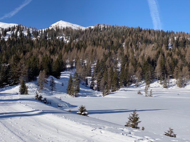 Pine trees with snowy fields in the foreground