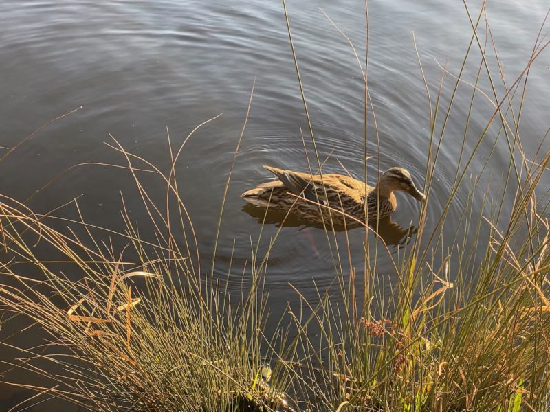 Richmond Park, London