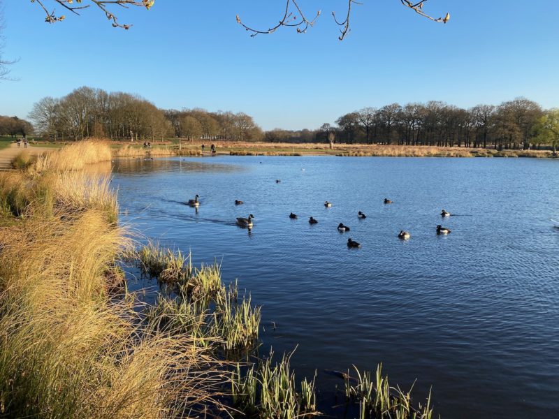 Richmond Park, London