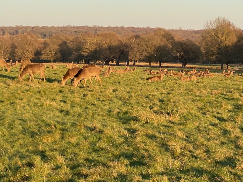 Richmond Park, London