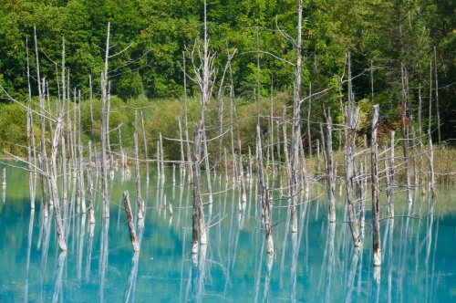 The Blue Pond